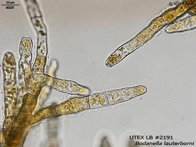 UTEX LB 2191 Bodanella lauterborni | UTEX Culture Collection of Algae