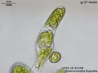 UTEX LB 2198 Enteromorpha lingulata | UTEX Culture Collection of Algae