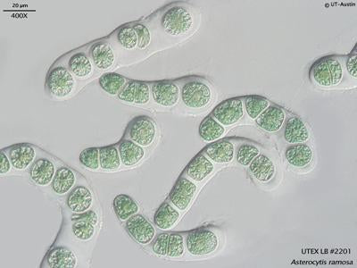 UTEX LB 2201 Asterocytis ramosa | UTEX Culture Collection of Algae