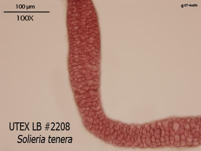 UTEX LB 2208 Solieria tenera | UTEX Culture Collection of Algae