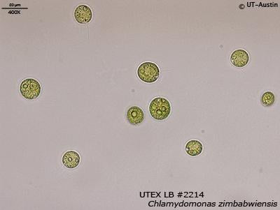 UTEX LB 2214 Chlamydomonas zimbabwiensis | UTEX Culture Collection of Algae