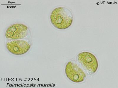 UTEX LB 2254 Palmellopsis muralis | UTEX Culture Collection of Algae