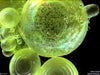 UTEX LB 2260 Valonia ventricosa | UTEX Culture Collection of Algae