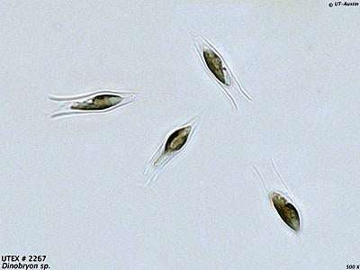 UTEX LB 2267 Dinobryon sp. | UTEX Culture Collection of Algae
