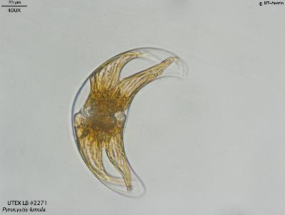 UTEX LB 2271 Pyrocystis lunula | UTEX Culture Collection of Algae