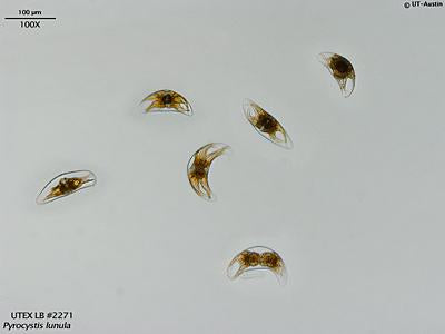 UTEX LB 2271 Pyrocystis lunula | UTEX Culture Collection of Algae