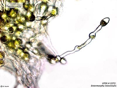 UTEX LB 2272 Enteromorpha intestinalis | UTEX Culture Collection of Algae
