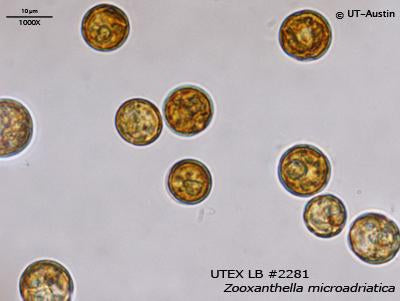 UTEX LB 2281 Zooxanthella microadriatica | UTEX Culture Collection of Algae