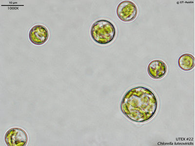 UTEX 22 Chlorella luteoviridis | UTEX Culture Collection of Algae