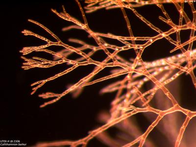UTEX LB 2306 Callithamnion baileyi | UTEX Culture Collection of Algae