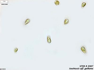 UTEX LB 2307 Isochrysis aff. galbana | UTEX Culture Collection of Algae