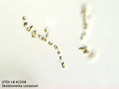 UTEX LB 2308 Skeletonema costatum | UTEX Culture Collection of Algae