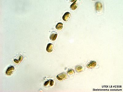 UTEX LB 2308 Skeletonema costatum | UTEX Culture Collection of Algae