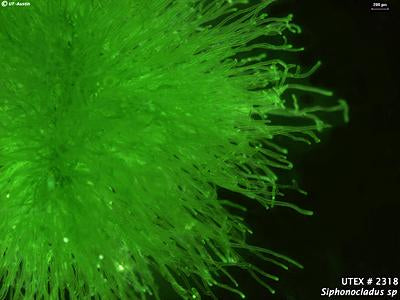 UTEX LB 2318 Siphonocladus sp. | UTEX Culture Collection of Algae