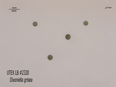 UTEX LB 2320 Dixoniella grisea | UTEX Culture Collection of Algae