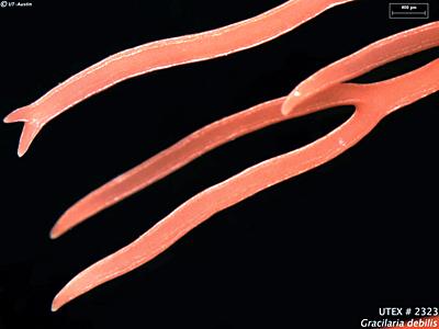 UTEX LB 2323 Gracilaria debilis | UTEX Culture Collection of Algae