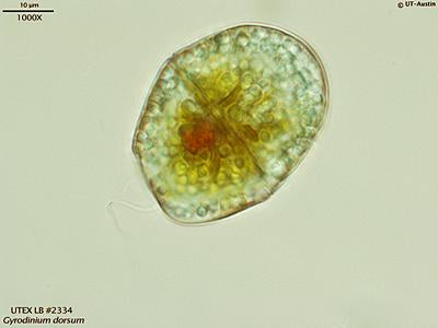 商品画像：UTEX LB 2334 Gyrodinium dorsum | UTEX Culture Collection of 2