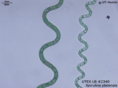UTEX LB 2340 Spirulina platensis | UTEX Culture Collection of Algae