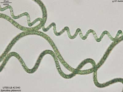UTEX LB 2340 Spirulina platensis | UTEX Culture Collection of Algae