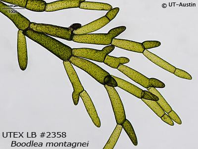 UTEX LB 2358 Boodlea montagnei | UTEX Culture Collection of Algae