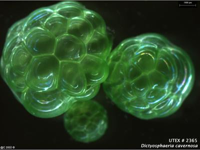 UTEX LB 2365 Dictyosphaeria cavernosa | UTEX Culture Collection of Algae