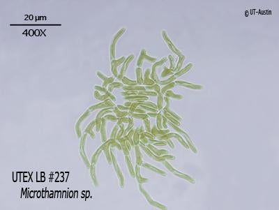 UTEX LB 237 Microthamnion sp. | UTEX Culture Collection of Algae