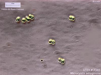 UTEX LB 2385 Microcystis aeruginosa | UTEX Culture Collection of Algae