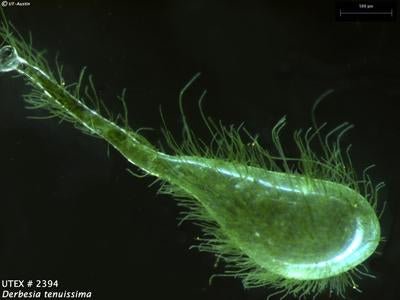 UTEX LB 2394 Derbesia tenuissima | UTEX Culture Collection of Algae