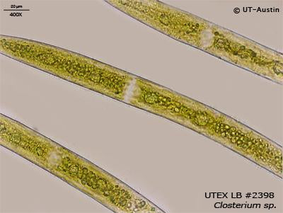 UTEX LB 2398 Closterium sp. | UTEX Culture Collection of Algae