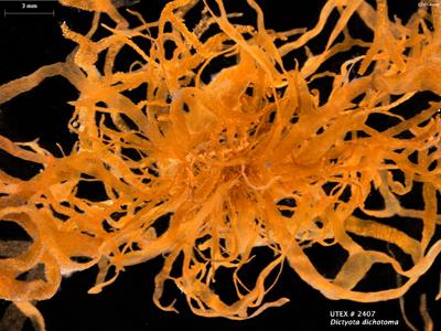 UTEX LB 2407 Dictyota dichotoma | UTEX Culture Collection of Algae