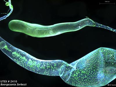 UTEX LB 2410 Boergesenia forbesii | UTEX Culture Collection of Algae