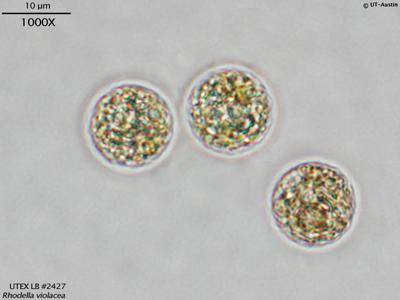 UTEX LB 2427 Rhodella violacea | UTEX Culture Collection of Algae