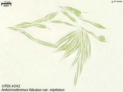 UTEX 242 Ankistrodesmus falcatus var. stipitatus | UTEX Culture Collection of Algae