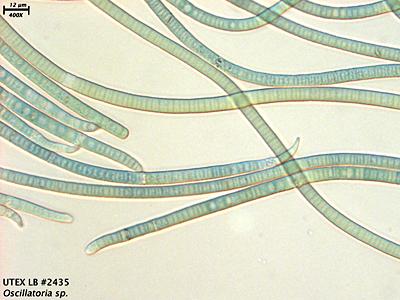 UTEX LB 2435 Oscillatoria sp. | UTEX Culture Collection of Algae