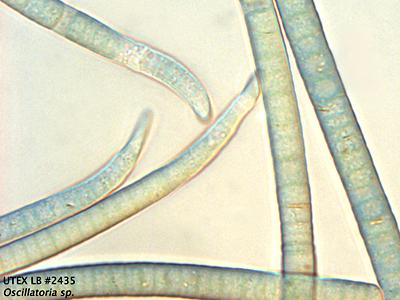 UTEX LB 2435 Oscillatoria sp. | UTEX Culture Collection of Algae