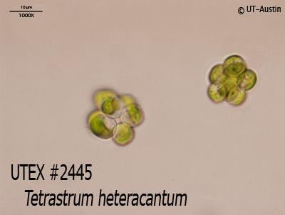 UTEX 2445 Tetrastrum heteracantum | UTEX Culture Collection of Algae