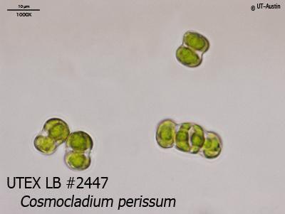 <strong>UTEX LB 2447</strong> <br><i>Cosmocladium perissum</i>