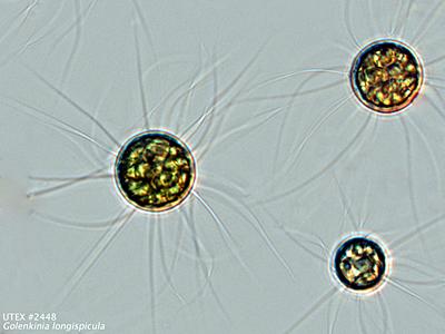 UTEX LB 2448 Golenkinia longispicula | UTEX Culture Collection of Algae
