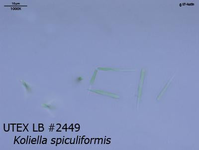 <strong>UTEX LB 2449</strong> <br><i>Koliella spiculiformis</i>