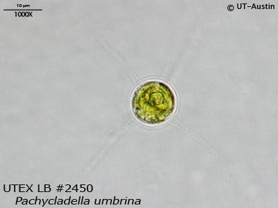 <strong>UTEX LB 2450</strong> <br><i>Pachycladella umbrina</i>