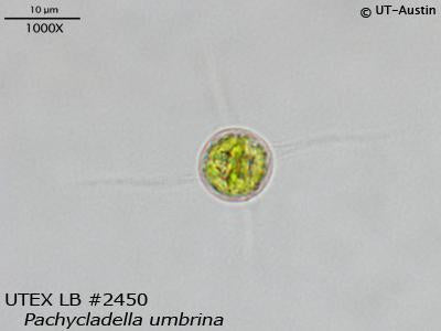 UTEX LB 2450 Pachycladella umbrina | UTEX Culture Collection of Algae