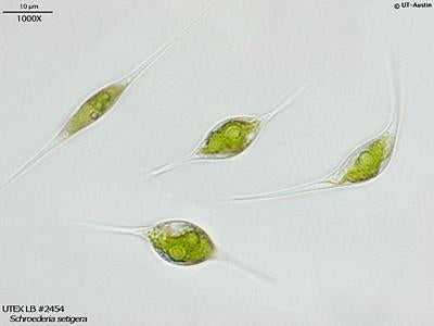 UTEX LB 2454 Schroederia setigera | UTEX Culture Collection of Algae
