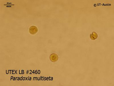 UTEX LB 2460 Paradoxia multiseta | UTEX Culture Collection of Algae