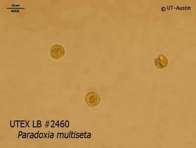 <strong>UTEX LB 2460</strong> <br><i>Paradoxia multiseta</i>