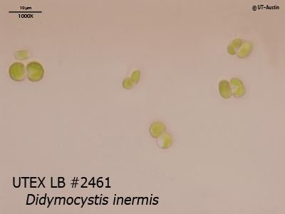<strong>UTEX LB 2461</strong> <br><i>Didymocystis inermis</i>