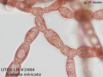 UTEX LB 2484 Trailliella intricata | UTEX Culture Collection of Algae