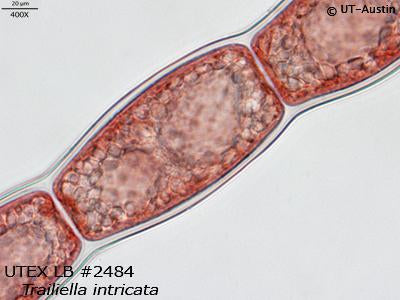 UTEX LB 2484 Trailliella intricata | UTEX Culture Collection of Algae