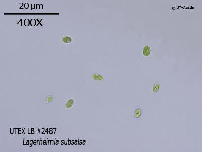 UTEX LB 2487 Lagerheimia subsalsa | UTEX Culture Collection of Algae