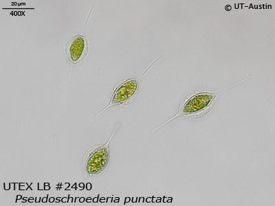 UTEX LB 2490 Pseudoschroederia punctata | UTEX Culture Collection of Algae
