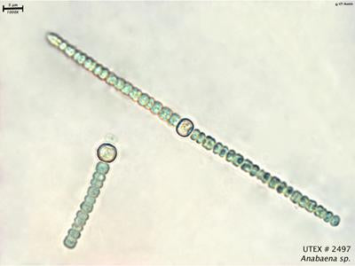 UTEX LB 2497 Anabaena sp. | UTEX Culture Collection of Algae